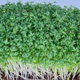 Garden Cress