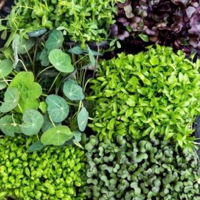 Essential Wellness Plan (3month)